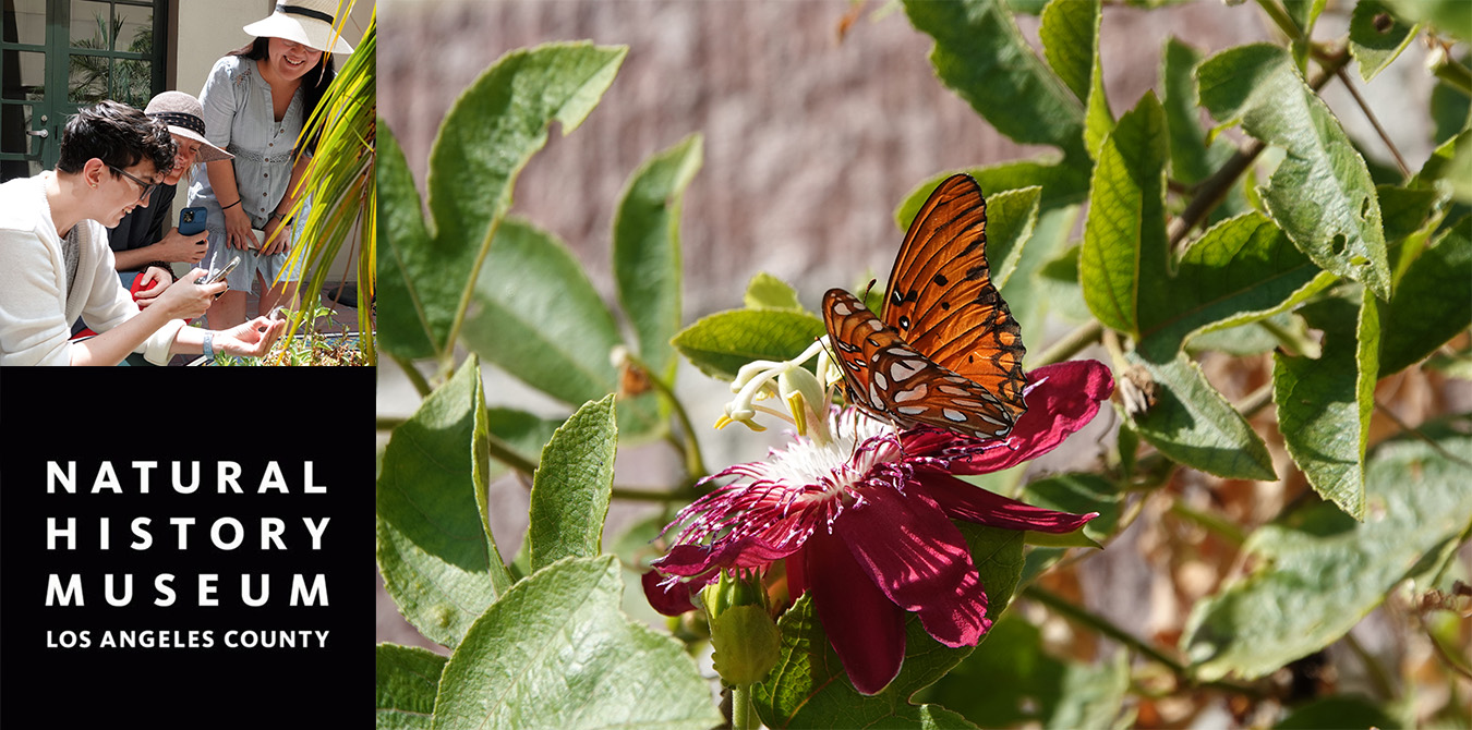 Clockwise: People taking photos of wildlife using their cell phones; Close-up of a butterfly on a flower; Natural History Museum of L.A. County logo