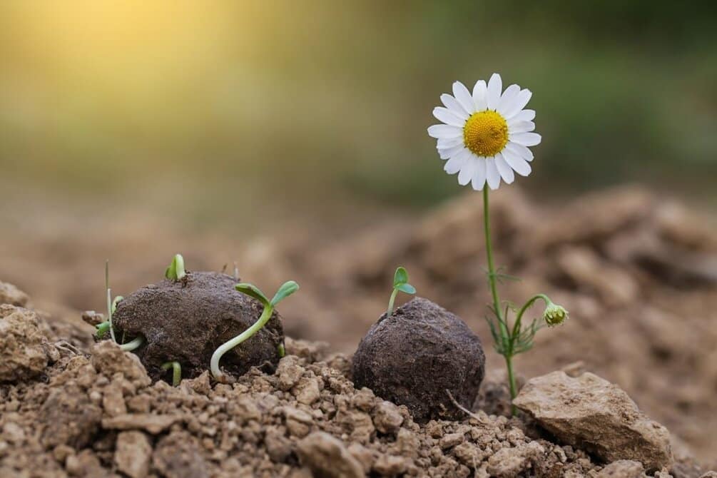 DIY California Wildflower Seed Bombs | Los Angeles Public Library