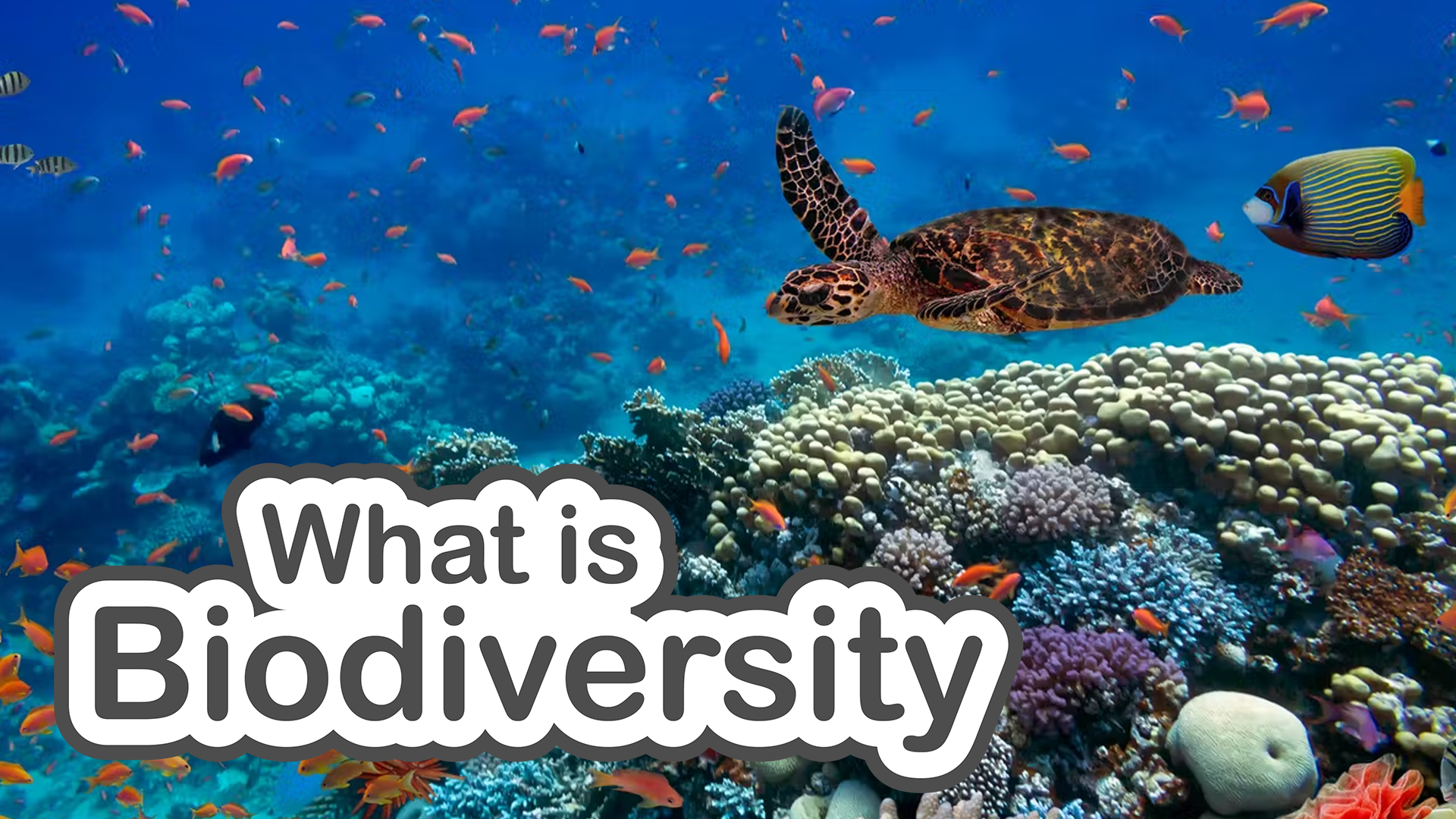What is Biodiversity slide deck cover