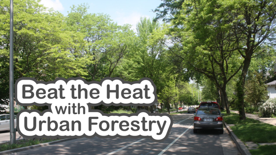 Beat the Heat with Urban Forestry slide deck cover