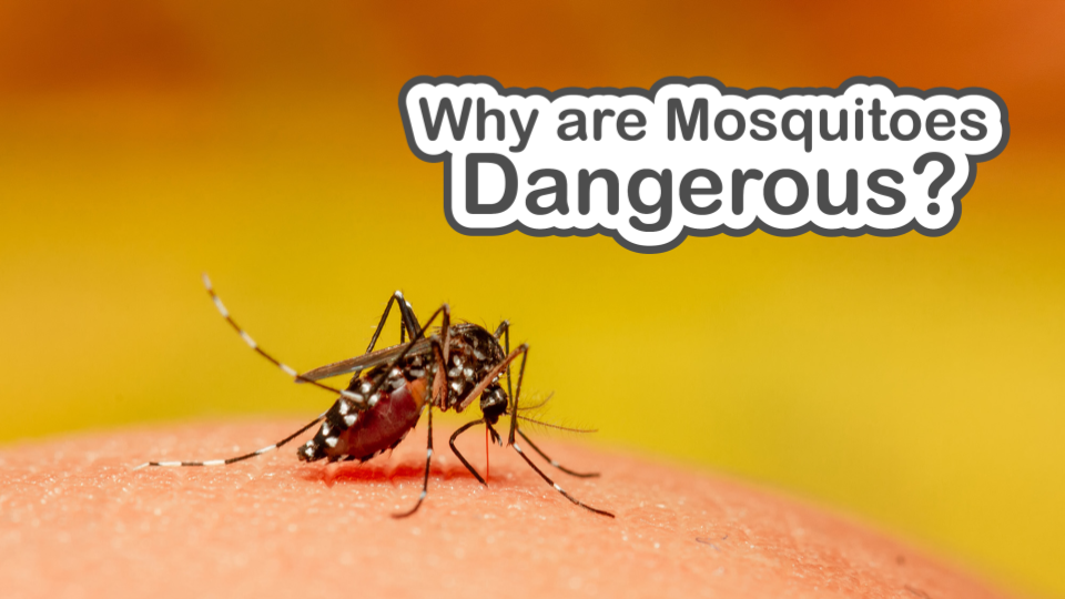 Why are Mosquitoes Dangerous slide deck cover