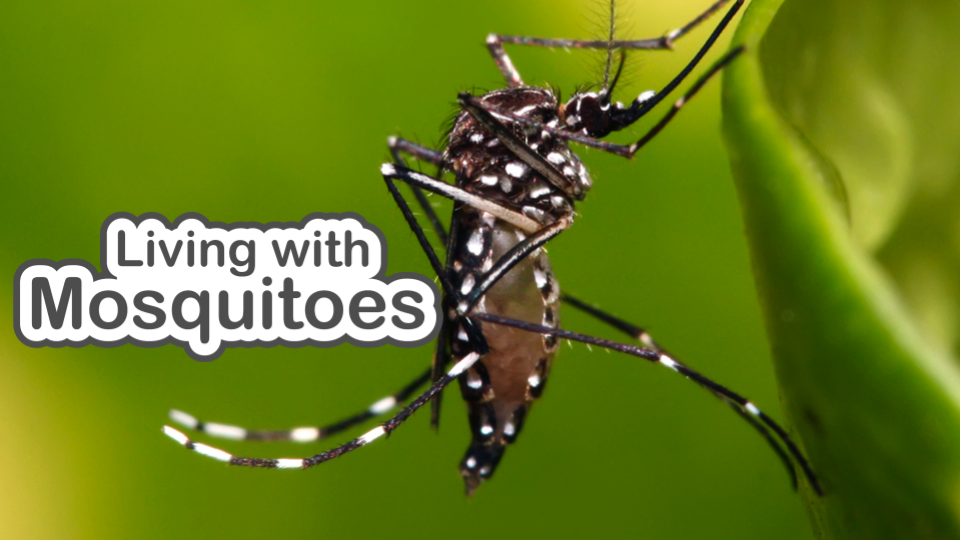 Living With Mosquitoes slide deck cover