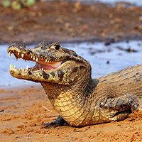 Caiman with teeth bared