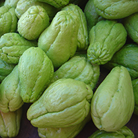 Chayote squash