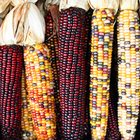 corn cobs of different colors