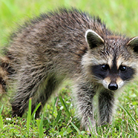 raccoon or trash panda