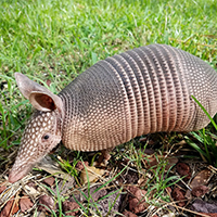 Armadillo