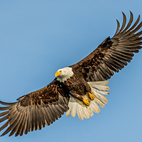 Bald Eagle in flight