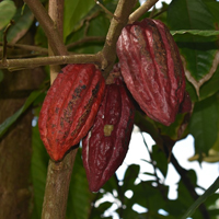cacao pods and plant