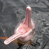 Pink Dolphin with mouth wide open