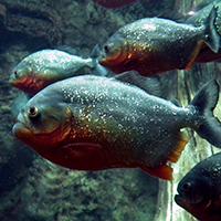 Piranhas