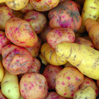 close up of potatoes