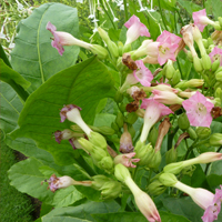 close up of the tobacco plant with flowers