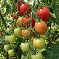 tomatoes on the vine