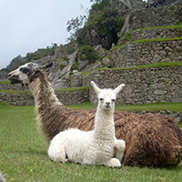 two Llamas in Peruvian ruins