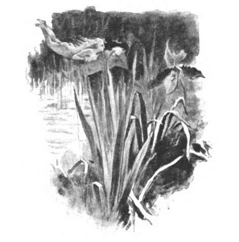 black and white illustration by Myrbach Bieler for the book Urania