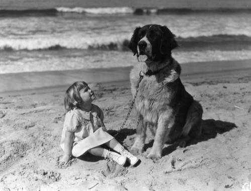  little girl looks up at a St. Bernard dog on the beach