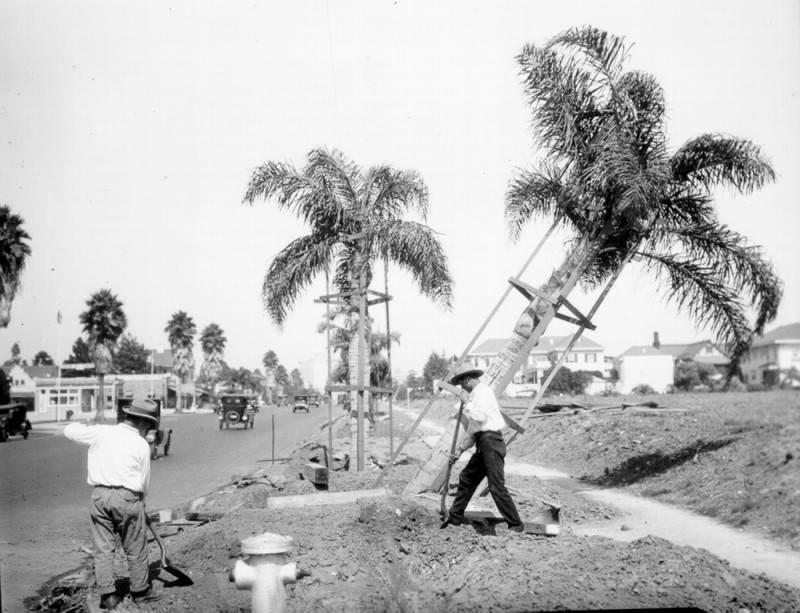 palm trees are being planted 1926