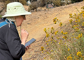 woman in hat holds smart phone while viewing yellow flowering plants