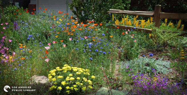 California native garden