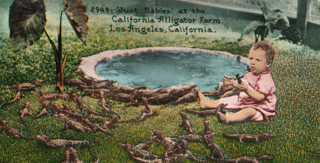 Color postcard of California Alligator Farm, in Los Angeles [ca.1911]