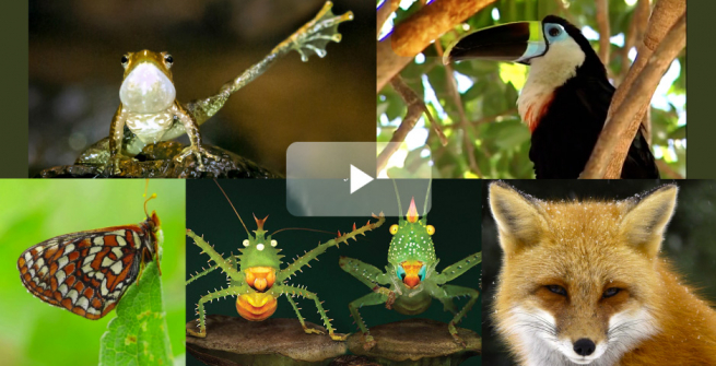 Collage of nature documentaries offered through Kanopy