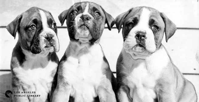 Boxer pups