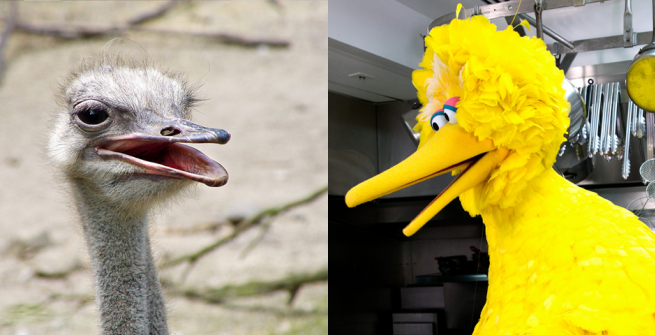 an ostrich and Big Bird