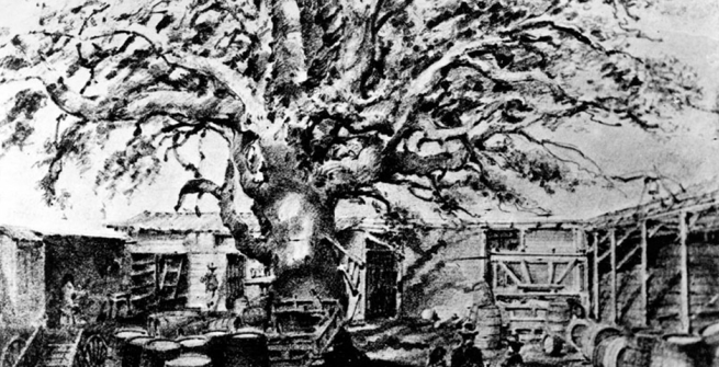 Photo of a drawing by Edward Vischer of El Aliso at the Vignes winery