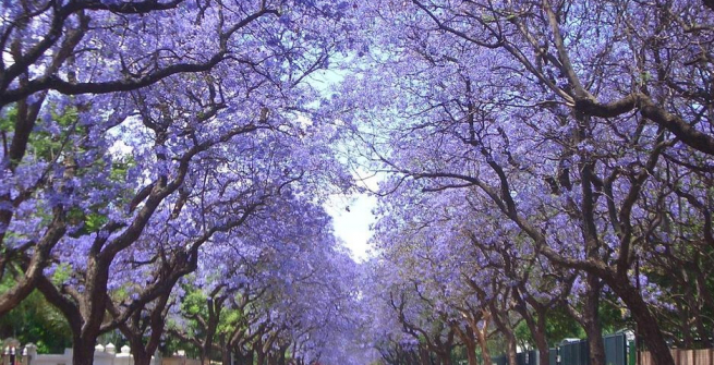 Tree-lined street with Jacarandas