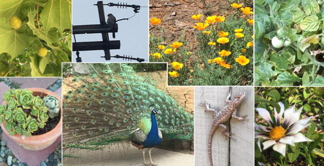 Pics of nature around the neighborhood