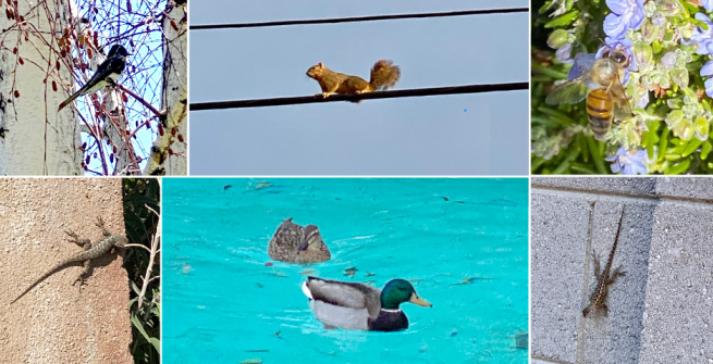 Collage of birds, reptiles and animals around the neighborhood