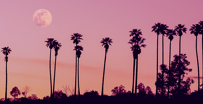 A pink moon amongst the palm trees