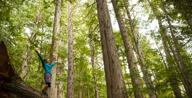 Happy person with arms raised among the trees