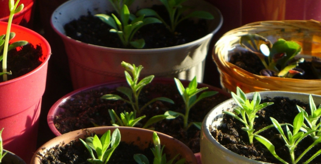new shoots growing in pots