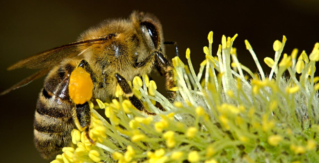 close up of a bee with large sac of pollin on a flower
