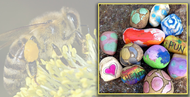 close up of a bee with large sac of pollin on a flower and colorful painted rocks