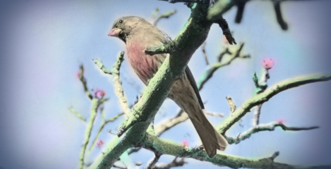 hand tinted bird photo