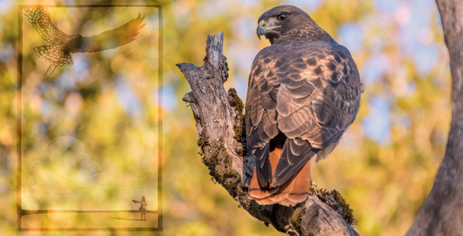 Cooper's Hawk perched on a branch