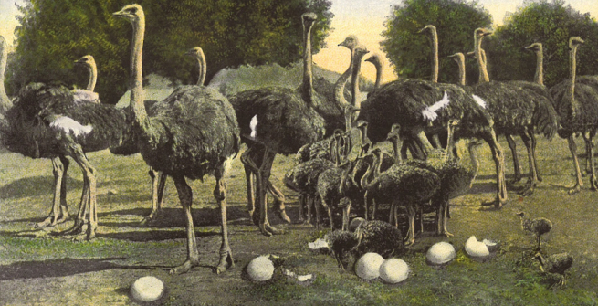 postcard of the Cawston Ostrich farm
