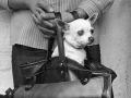 Chihuahua held in a purse