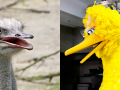an ostrich and Big Bird