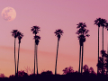 A pink moon amongst the palm trees