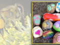close up of a bee with large sac of pollin on a flower and colorful painted rocks