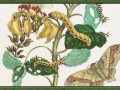 Engraving by Maria Sibylla Merian, 1705. Caterpillars, Butterflies, and Flower, Plate 11 from Metamorphosis Insectorum Surinamensium. It depicts yellow caterpillars, a silk moth, and flowers from a coral bean (Erythrina fusca) tree etching of moths on a plant