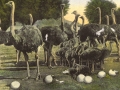 postcard of the Cawston Ostrich farm