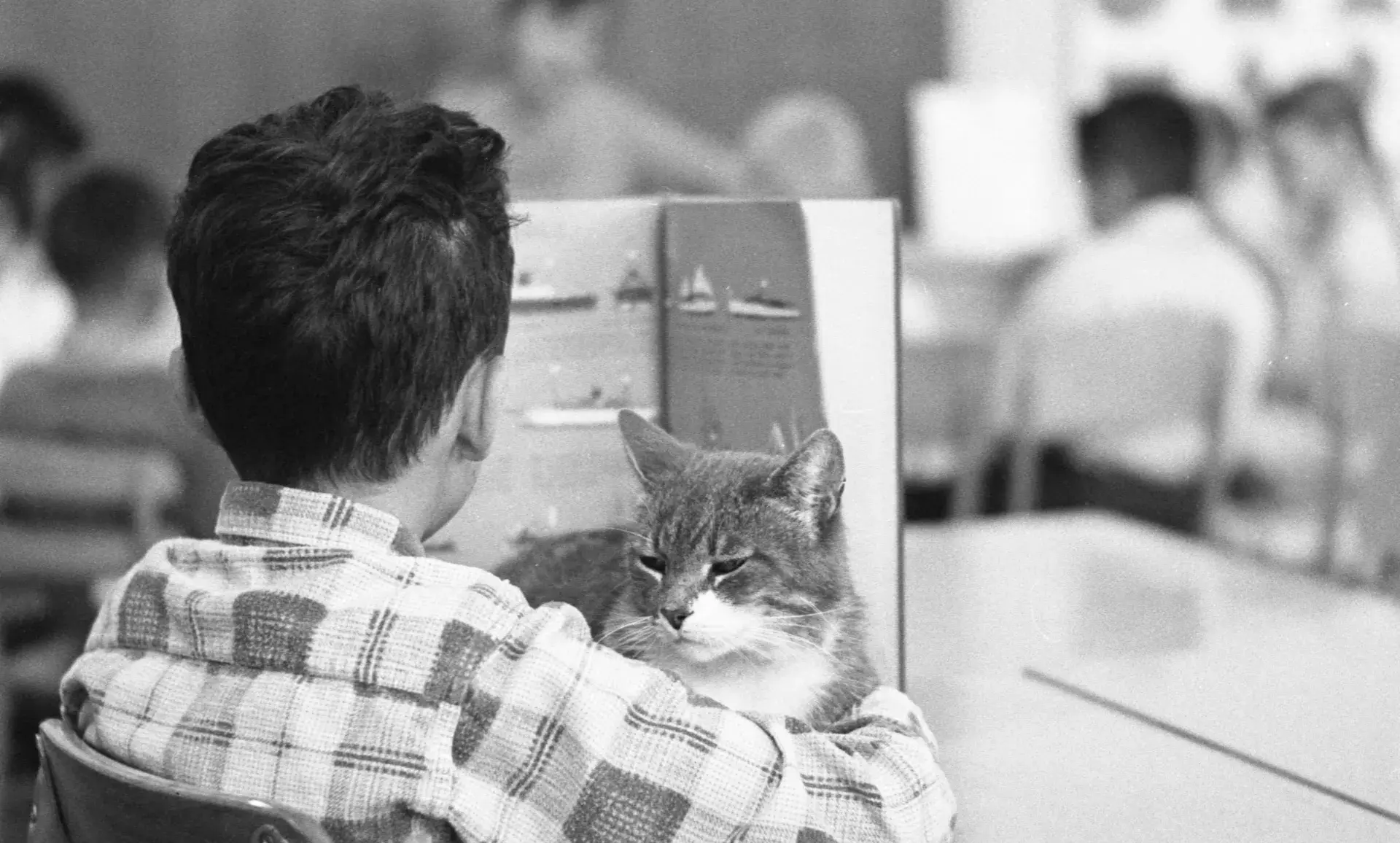 Room 8 the school cat.