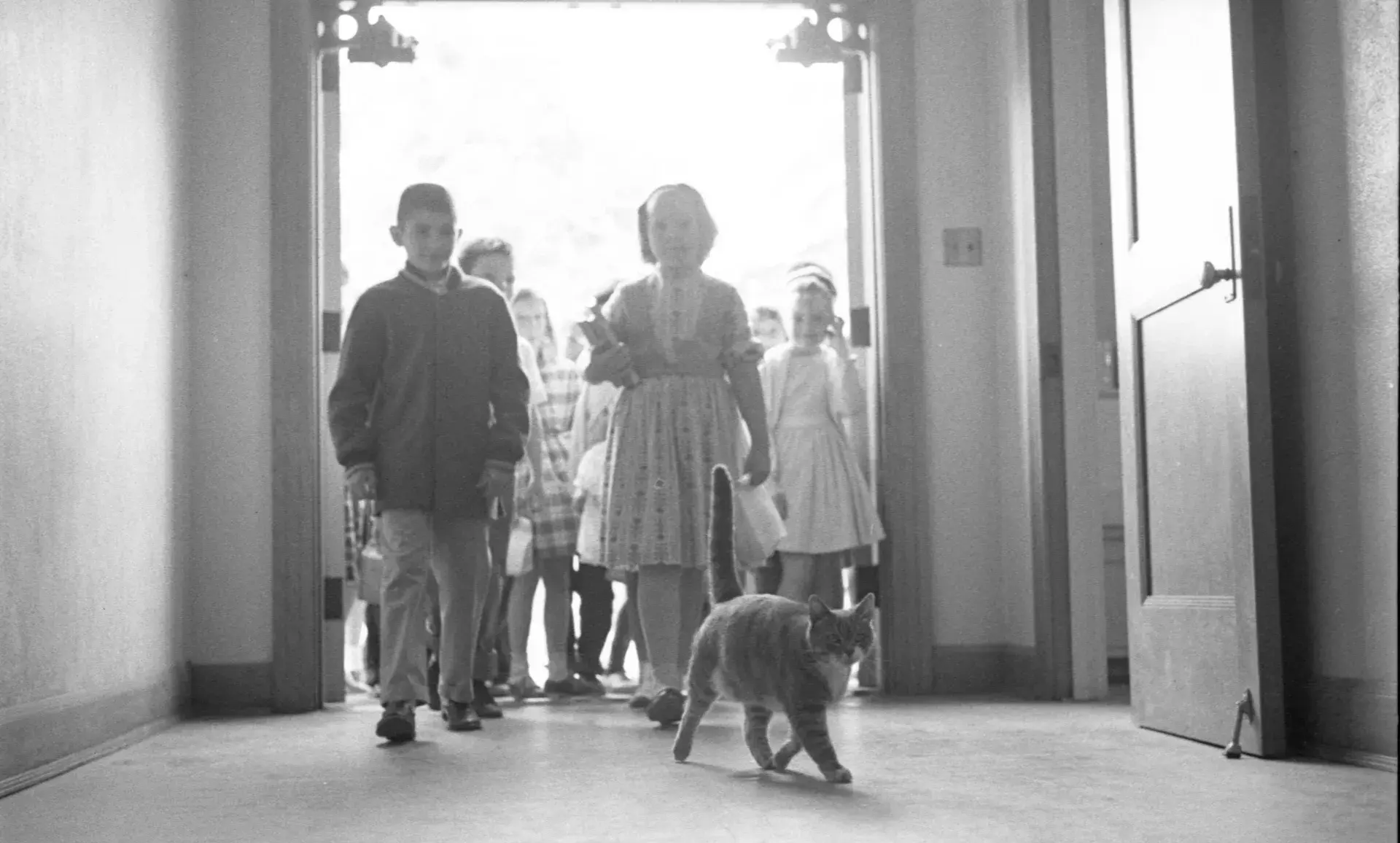 Room 8 the school cat.