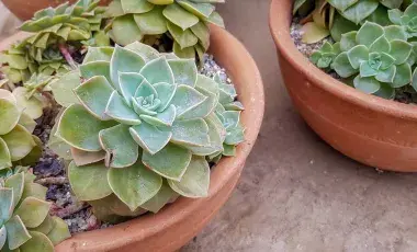 succulents in pots