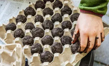 Handmade seed bombs made with dirt, clay, and wildflower seeds sit in an egg carton.